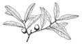 Branch of Quercus Brevifolia vintage illustration