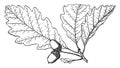 Branch of Quercus Platanoides vintage illustration