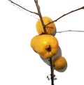 Branch of a quince isolated on white background.