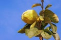 Branch of quince tree Cydonia oblonga with leaves and one ripe fruit against blue sky