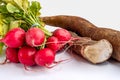 Branch of radishes rabanetes and cassava mandioca, macaxeira on white background. Top view. Selective focus. Space for text