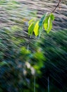 Branch in the rain