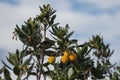 Branch of Rambutan tree with yellow fruits. Royalty Free Stock Photo