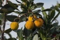 Branch of Rambutan tree with yellow fruits. Royalty Free Stock Photo