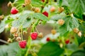 Branch of raspberries in a garden Royalty Free Stock Photo