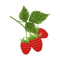 Branch of raspberries with leaves.