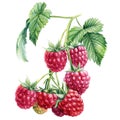 Branch Raspberry berries on an isolated white background. Watercolor botanical illustration Royalty Free Stock Photo