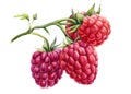 Branch raspberry berries on an isolated white background. Watercolor botanical illustration Royalty Free Stock Photo