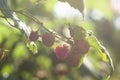 Branch of a raspberry bush with a berry in an orchard Royalty Free Stock Photo