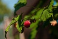 Branch of a raspberry bush with a berry in an orchard Royalty Free Stock Photo