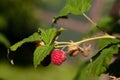 Branch of a raspberry bush with a berry in an orchard Royalty Free Stock Photo