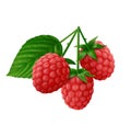 Branch of red raspberry with green leaf isolated on white background Royalty Free Stock Photo