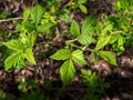Branch of raspberry with green leaves close-up Royalty Free Stock Photo