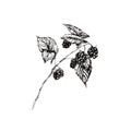 A branch of raspberry