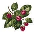 branch with raspberry vintage illustration