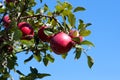 Branch with red apples against blue sky. Royalty Free Stock Photo