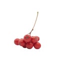 Branch of red ashberry isolated on white Royalty Free Stock Photo