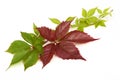 Branch of red autumn grapes leaves. Parthenocissus quinquefolia foliage. on white background. Royalty Free Stock Photo