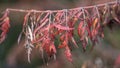 A branch of red autumn leaves on a blurred background. Royalty Free Stock Photo