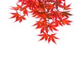 Branch with red autumn leaves isolated on white background. Acer palmatum (Japanese maple). Selective focus Royalty Free Stock Photo