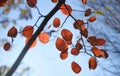 Branch with red autumn leaves of a shadbush Amelanchier against the blue sky