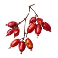 A Branch of Red Barberries Isolated on Black Royalty Free Stock Photo