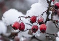 A branch of red berries covered in snow Royalty Free Stock Photo
