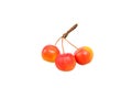 Branch with red berries (decorative apple tree or Malus sargentii) Royalty Free Stock Photo