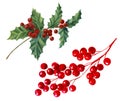 Branch with red berries and holly branch for Christmas arrangements and bouquets,