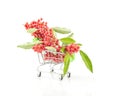 A branch of red berries with leaves in shopping trolley. Royalty Free Stock Photo