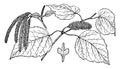 Branch of Red Birch vintage illustration