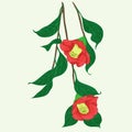 Branch of a red camellia. Vector illustration. Flowers, buds and leaves - a branch of camellia. Perfumery and cosmetic plants. Wa