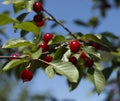 Branch of red cherry close up Royalty Free Stock Photo