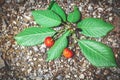 Branch with red cherry fruits lies on stony ground Royalty Free Stock Photo