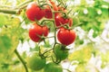 Branch of red cherry grown in a greenhouse. ripe tomato growing on a garden farm. Organic harvest, farming, agriculture. Close up Royalty Free Stock Photo