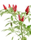 Branch red chili pepper with leaf isolated on a white background no shadow Royalty Free Stock Photo