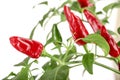 Branch red chili pepper with leaf isolated on a white background no shadow Royalty Free Stock Photo