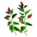 Branch red chili pepper with leaf, spicy vegetables on tree, isolated, watercolor illustration on white Royalty Free Stock Photo