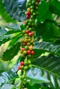 Branch of red coffee beans on coffee tree