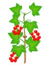 Branch of red currant with berries and leaves on a white background. Royalty Free Stock Photo