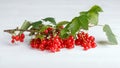 Branch of red currant with berries and leaves on white background. Studio shoot Royalty Free Stock Photo