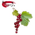 Branch of red currant with berries