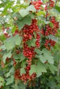 Branch of red currant with berries (Ribes rubrum L. ) Royalty Free Stock Photo