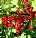 Branch of red currant berry close-up Ribes rubrum. Fruits of the summer season with bright sunlight. Photo on the theme Royalty Free Stock Photo