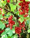 Branch of red currant berry close-up Ribes rubrum. Fruits of the summer season with bright sunlight. Photo on the theme Royalty Free Stock Photo