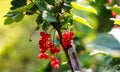 Bunches of red currant on a bright sunny day close up Royalty Free Stock Photo