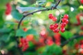 Branch of red currant in garden. Ripe redcurrant berries. Natural background. Royalty Free Stock Photo