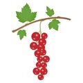 A branch of red currant isolated on a white background. Template, icon or element of your design. Royalty Free Stock Photo