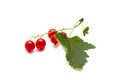 Branch of a red currant with leaves on a white background Royalty Free Stock Photo