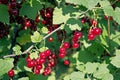 Branch of red currant with lots of ripe berries